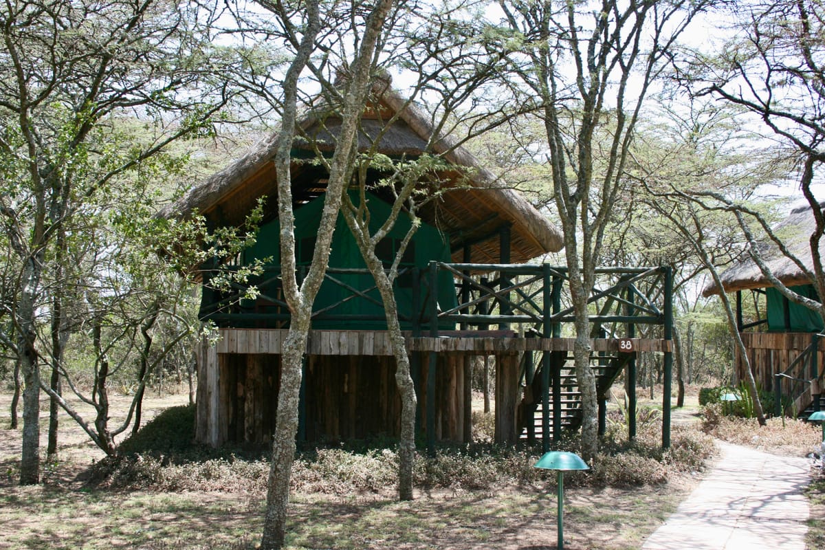 Green tent raised on wooden platform among trees and a dust path.
