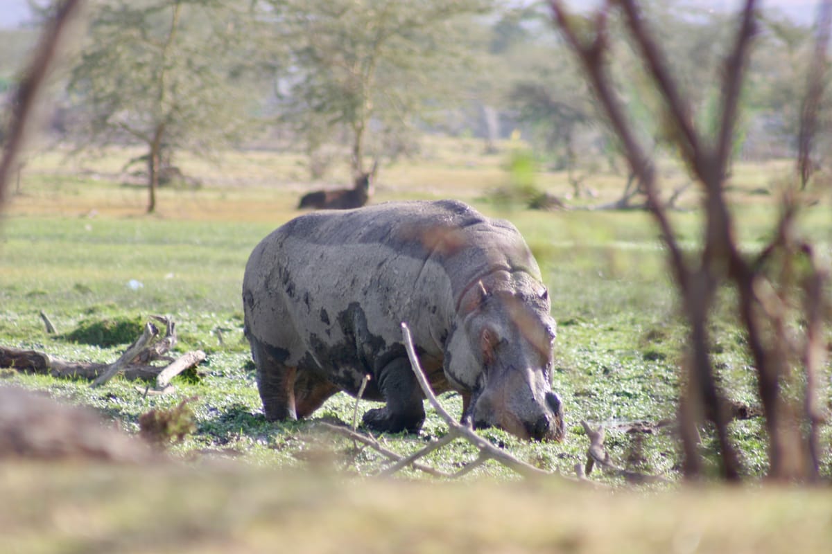 Hippopotamus