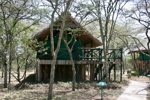 Green tent raised on wooden platform among trees and a dust path.