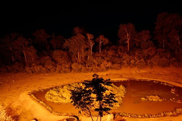 a floodlight pond in a clearing between trees