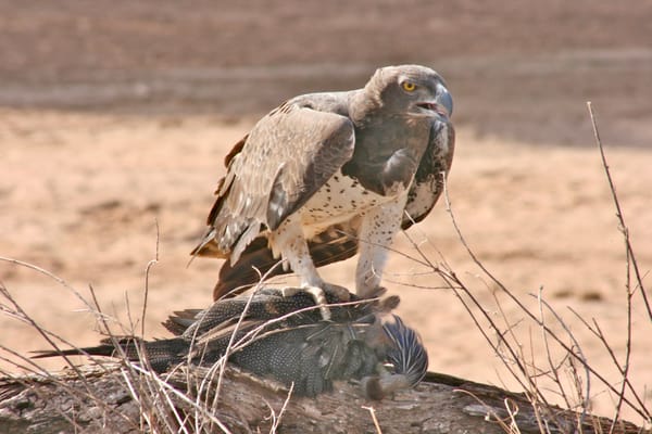 Our First Game Drive