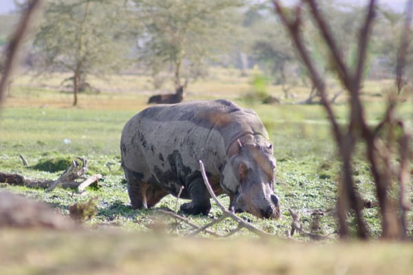Hippopotamus