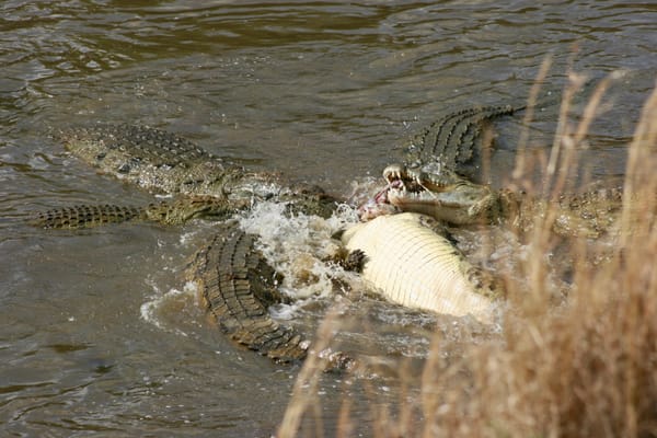 A group of 5 crocodiles tussle over some meat thrashing in a river.
